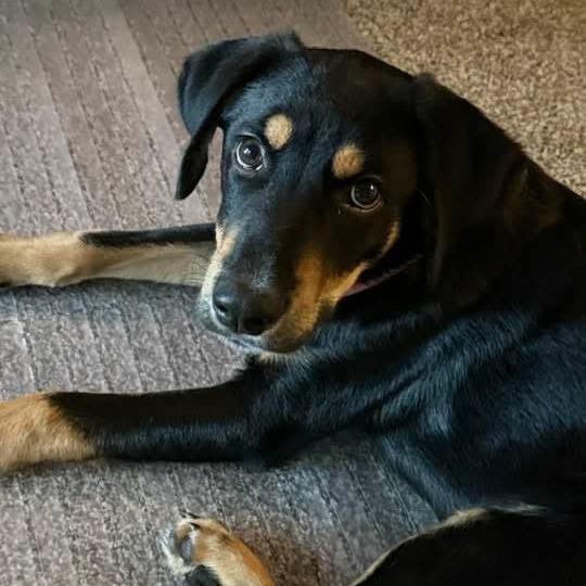 Enlarge Firefly-Foster, a Adoptable Mixed Breed in Grand Rapids, MI image 6/6
