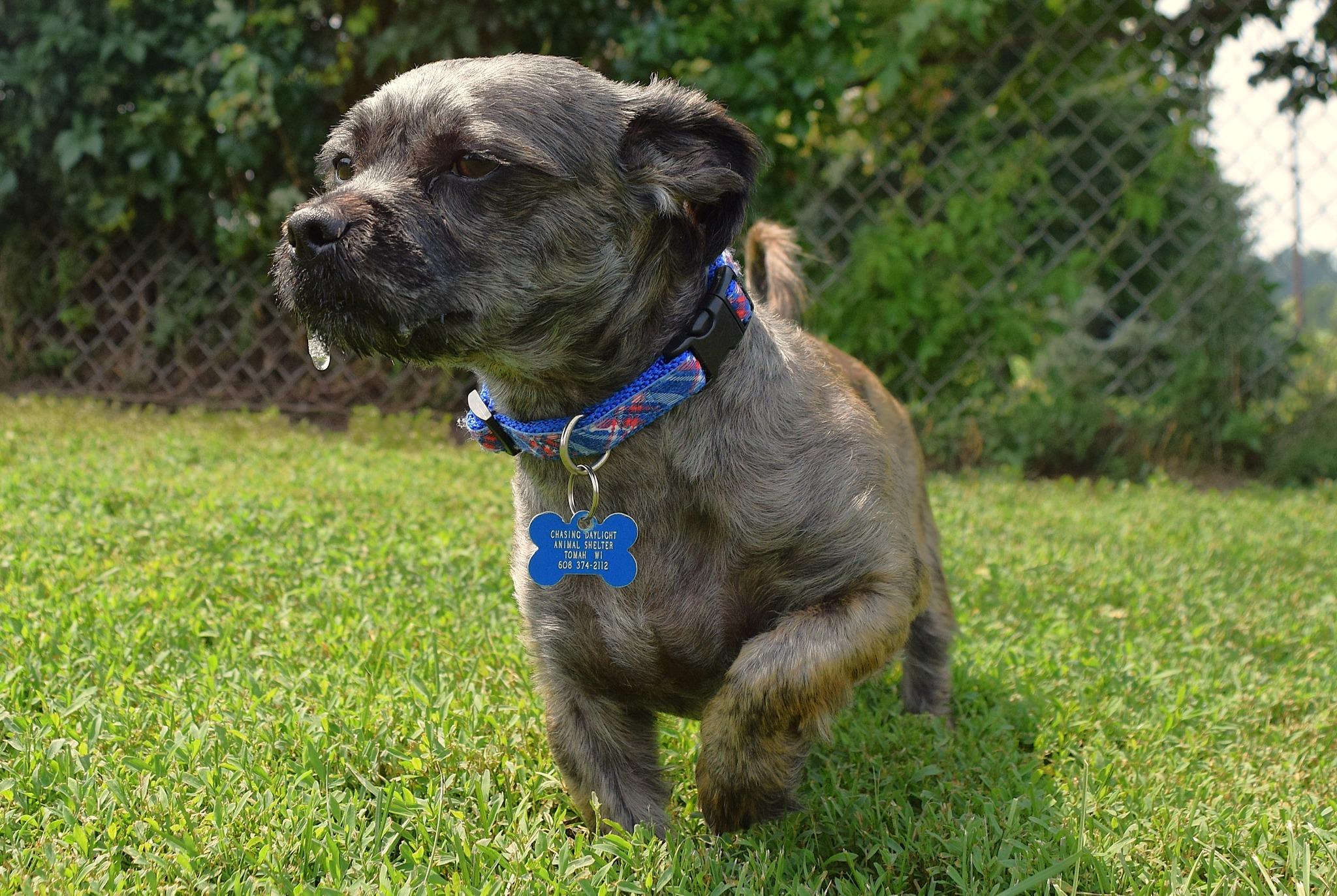 Max, a Adoptable mixed breed in Tomah, WI image 1/4