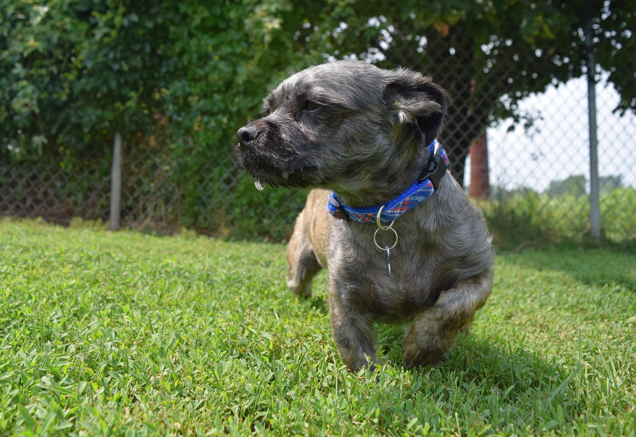 Max, a Adoptable mixed breed in Tomah, WI image 2/4