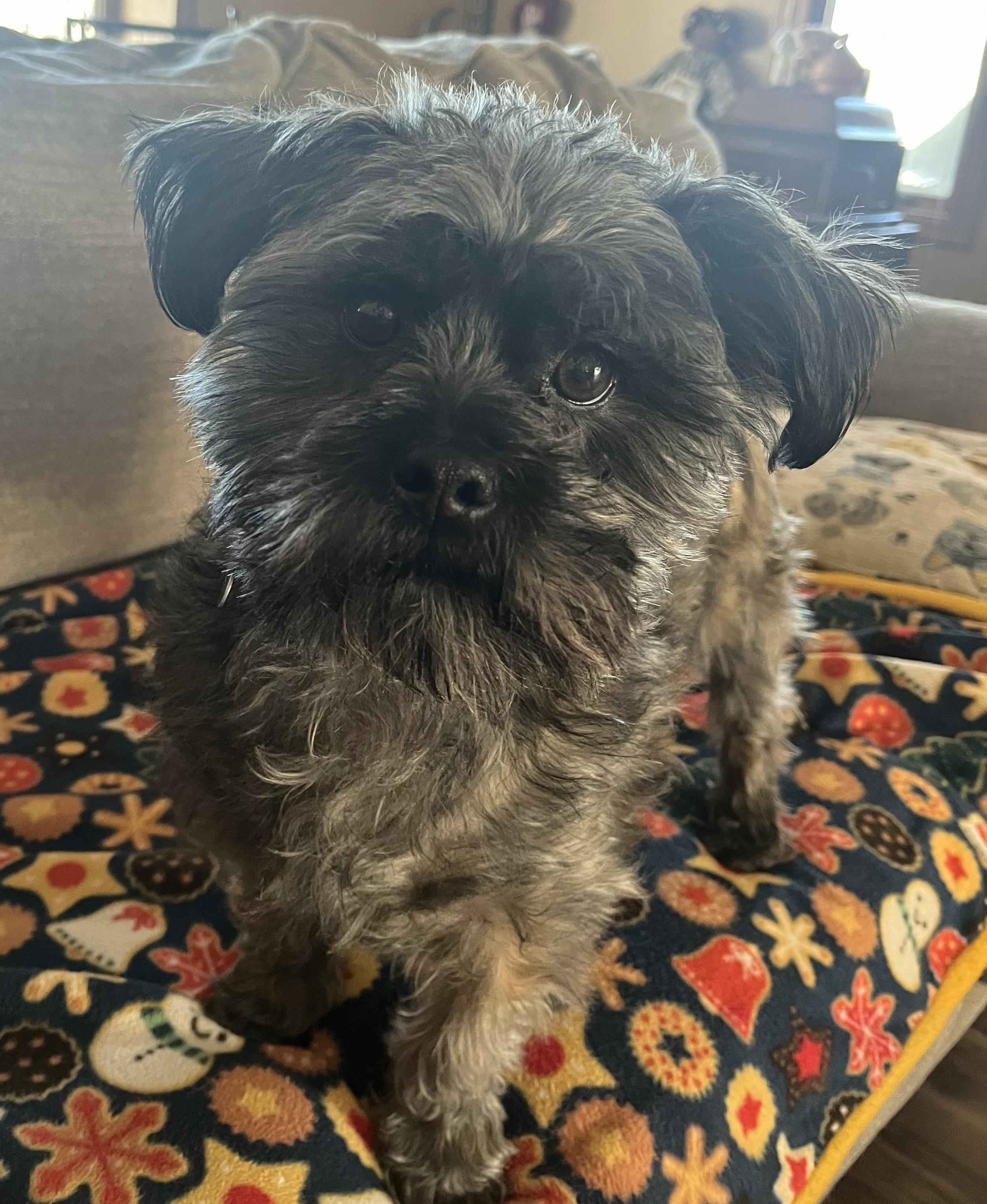 Enlarge Max, a Adoptable mixed breed in Tomah, WI image 1/5