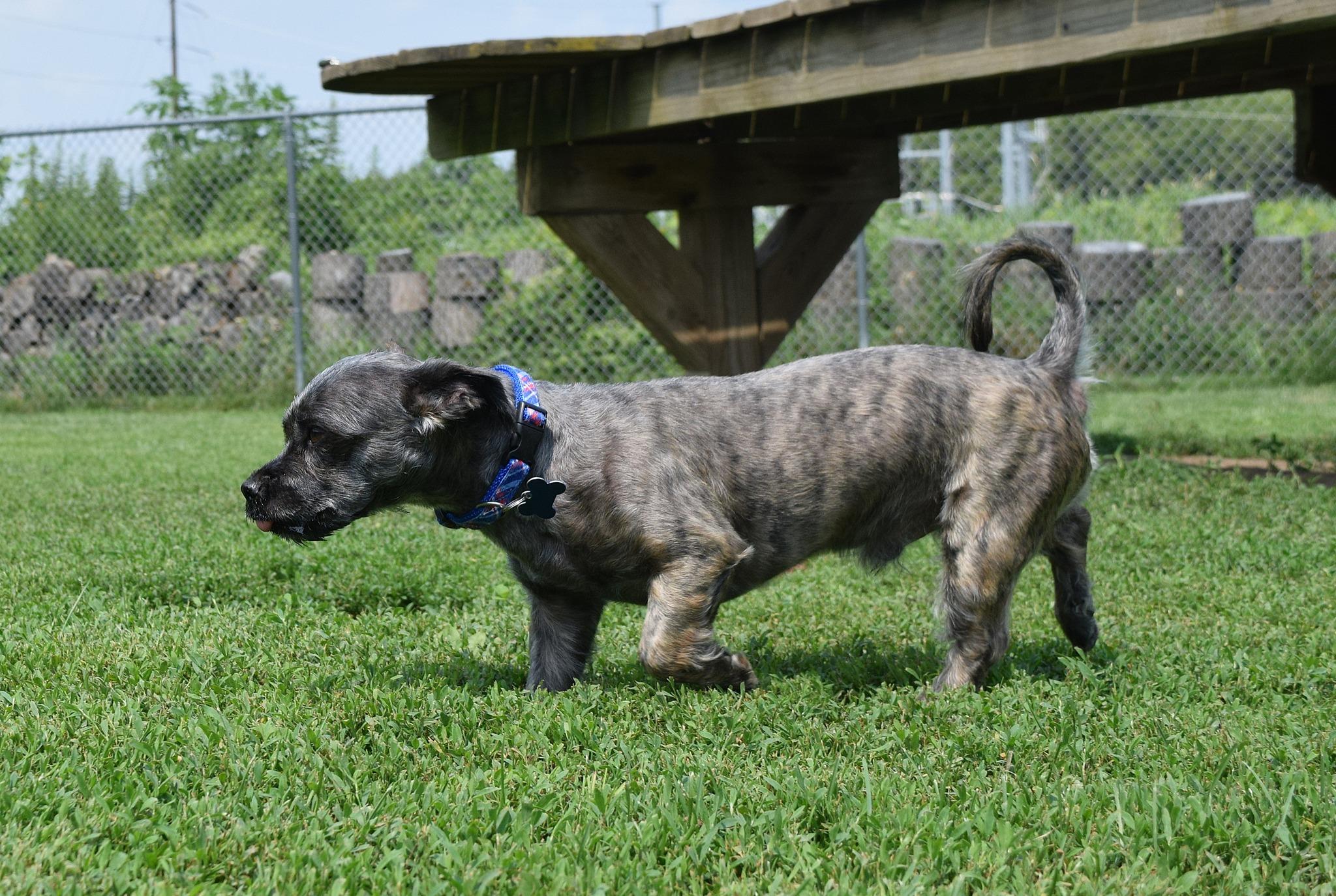 Max, a Adoptable mixed breed in Tomah, WI image 3/4