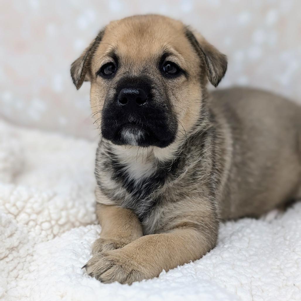 Athena, Adoptable, Puppy Female Mixed Breed.