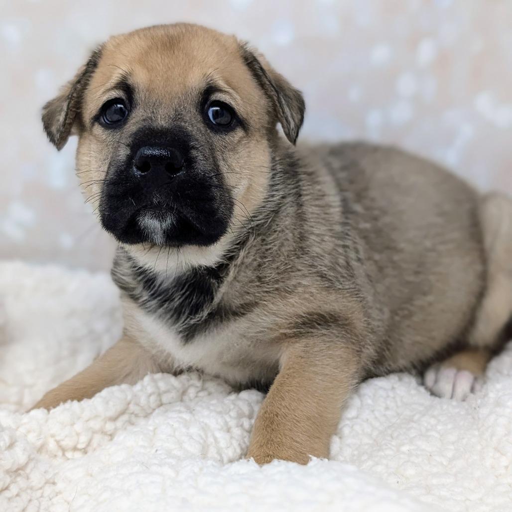 Enlarge Athena, a Adoptable Mixed Breed in Durham, NC image 2/6