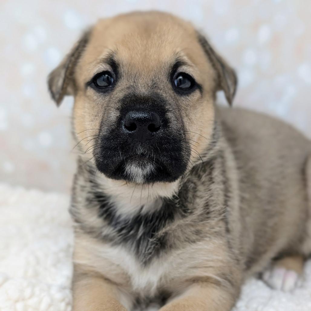 Enlarge Athena, a Adoptable Mixed Breed in Durham, NC image 3/6