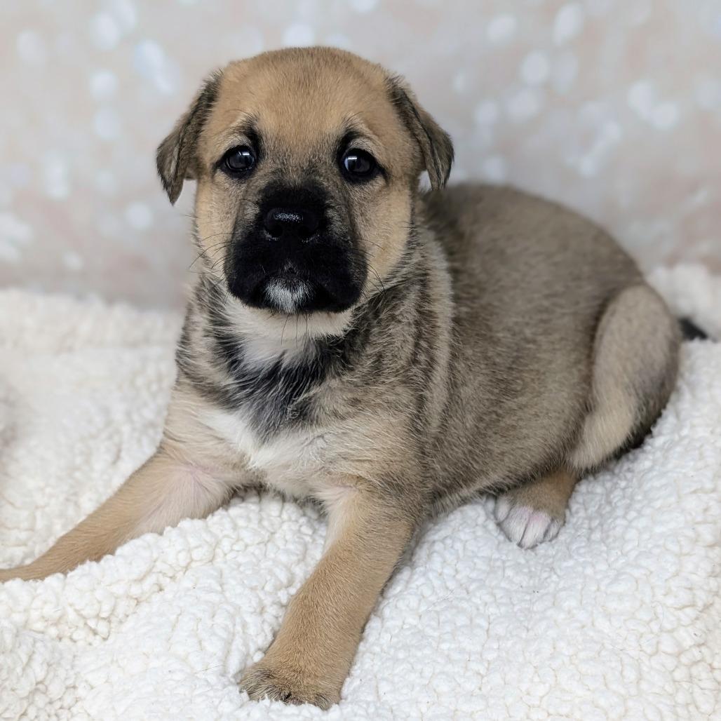 Enlarge Athena, a Adoptable Mixed Breed in Durham, NC image 4/6