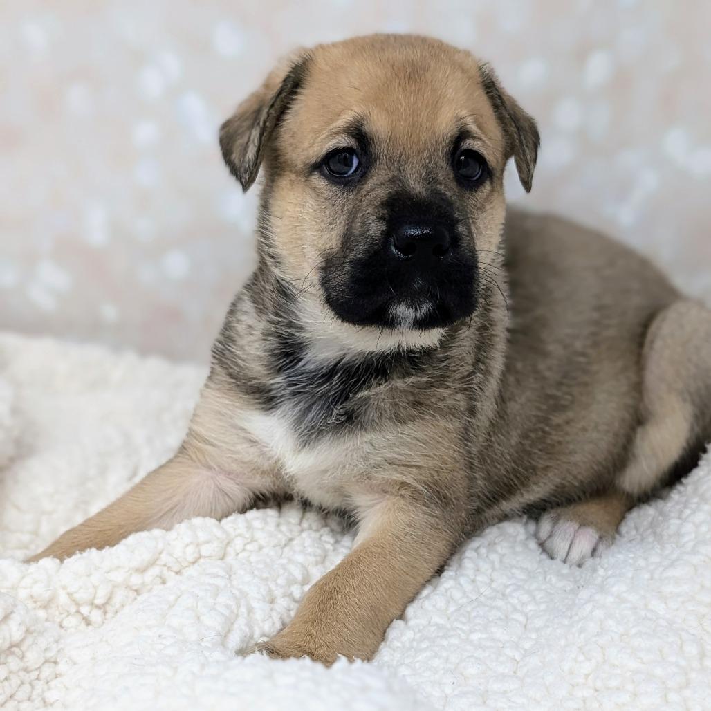 Enlarge Athena, a Adoptable Mixed Breed in Durham, NC image 5/6