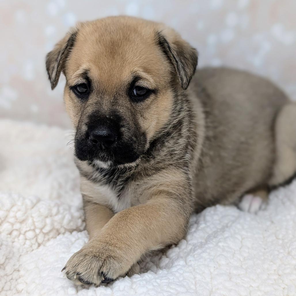 Enlarge Athena, a Adoptable Mixed Breed in Durham, NC image 6/6