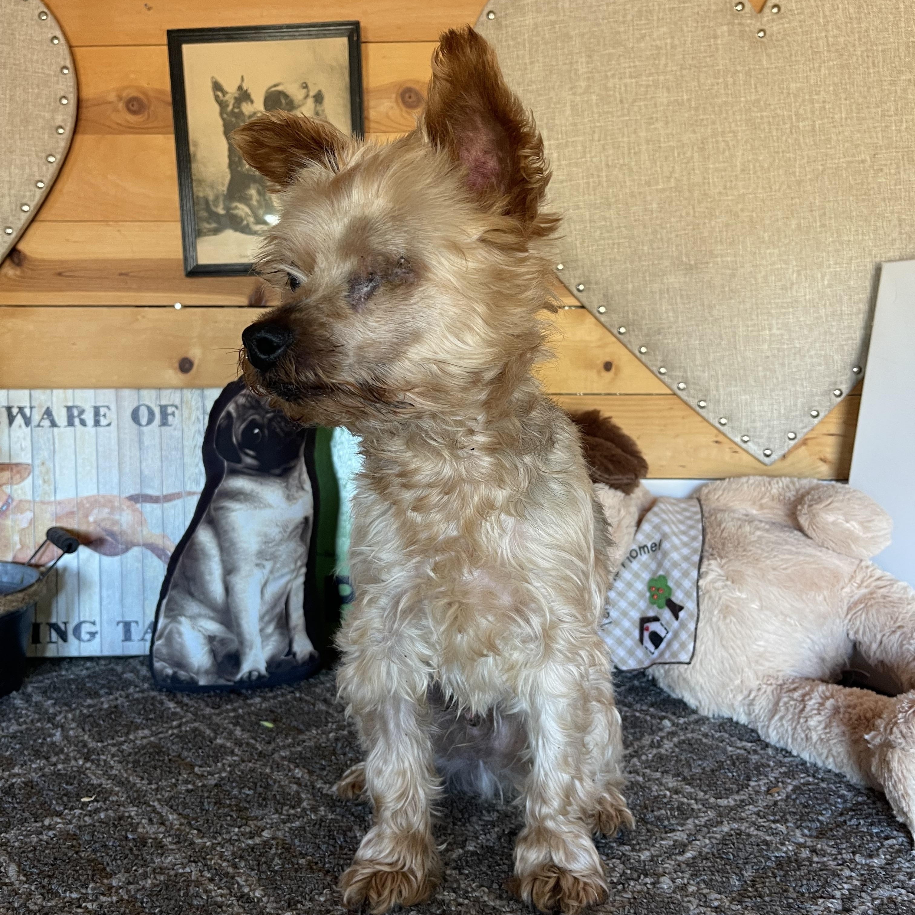 Rocky, Adoptable, Adult Male Yorkshire Terrier.