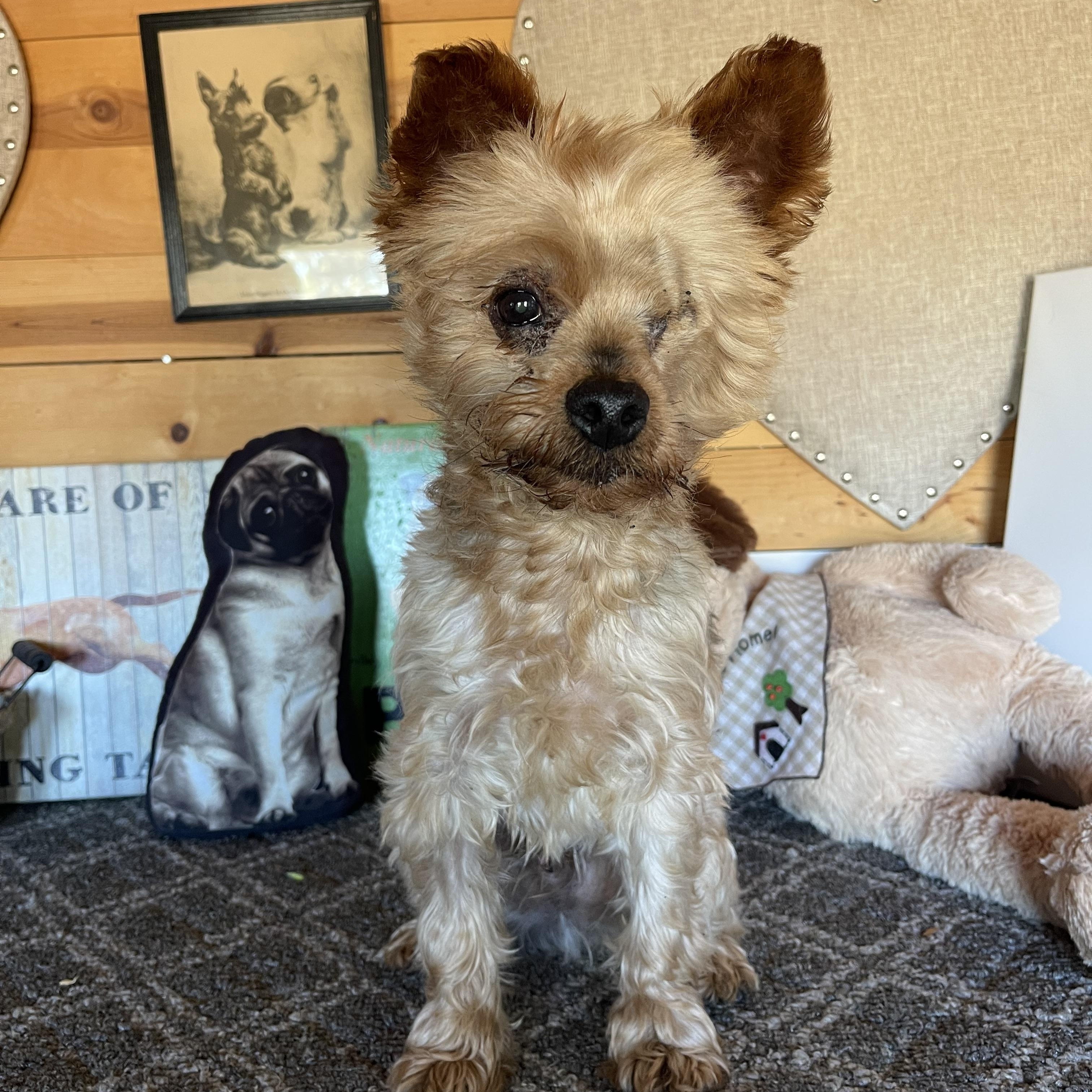Enlarge Rocky, a Adoptable mixed breed in Vacaville, CA image 2/5