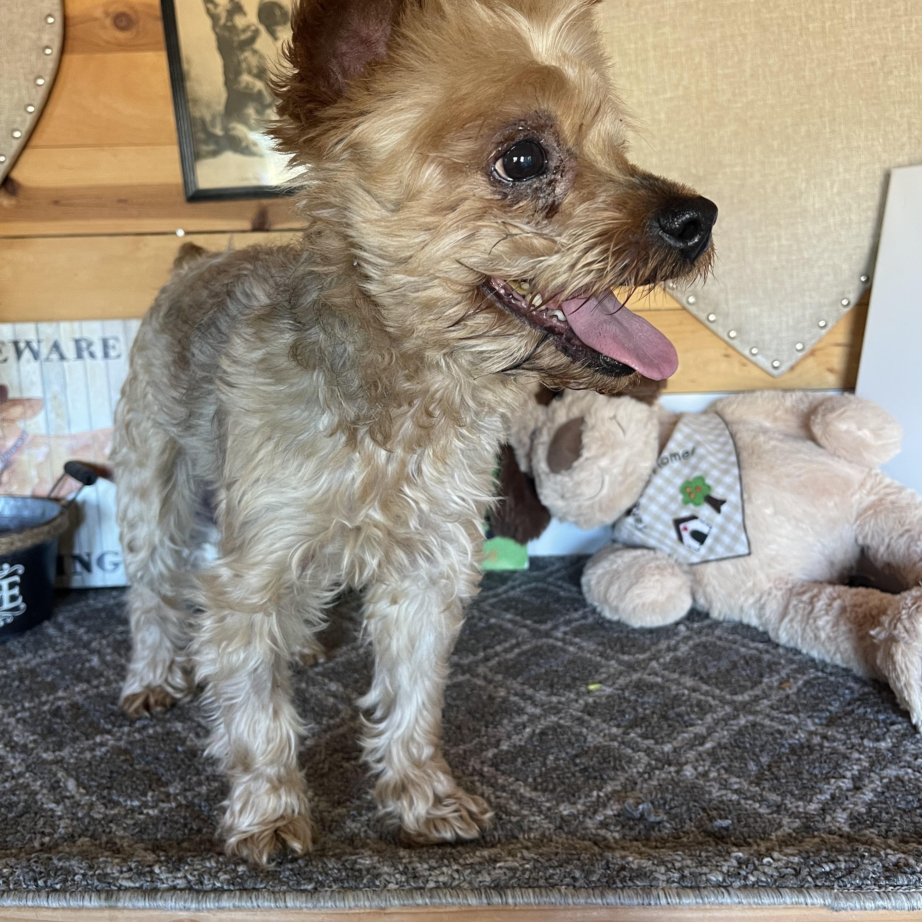 Enlarge Rocky, a Adoptable mixed breed in Vacaville, CA image 3/5