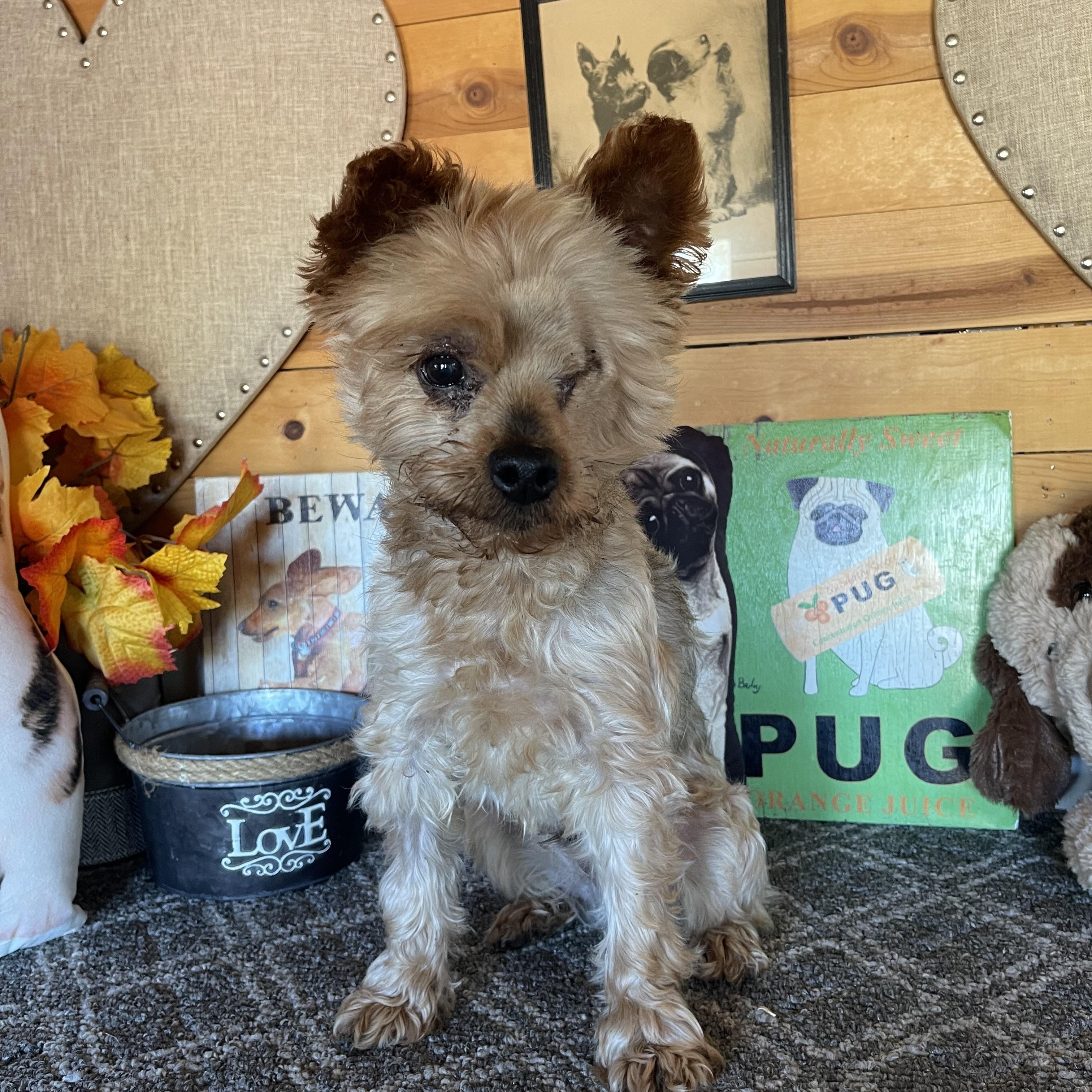 Enlarge Rocky, a Adoptable mixed breed in Vacaville, CA image 4/5