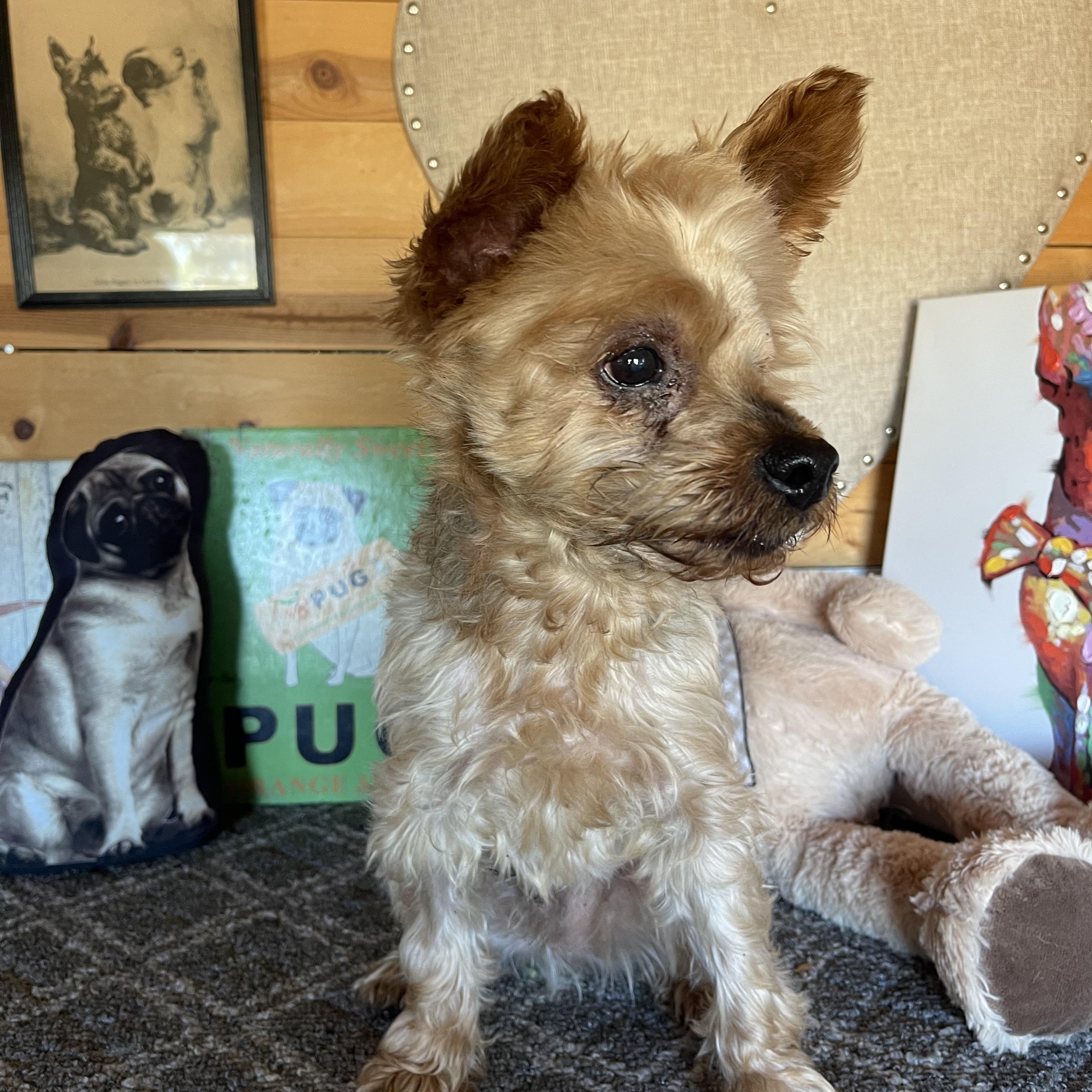 Enlarge Rocky, a Adoptable mixed breed in Vacaville, CA image 5/5