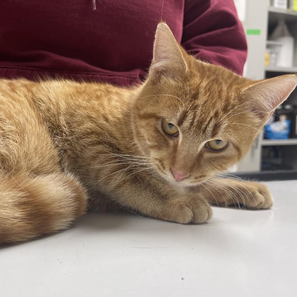 Lloyd, Adoptable, Young Male Domestic Short Hair.