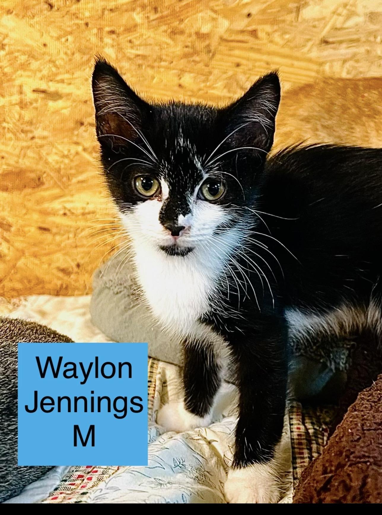 Waylon Jennings /jordan, Adoptable, Kitten Male Domestic Medium Hair.