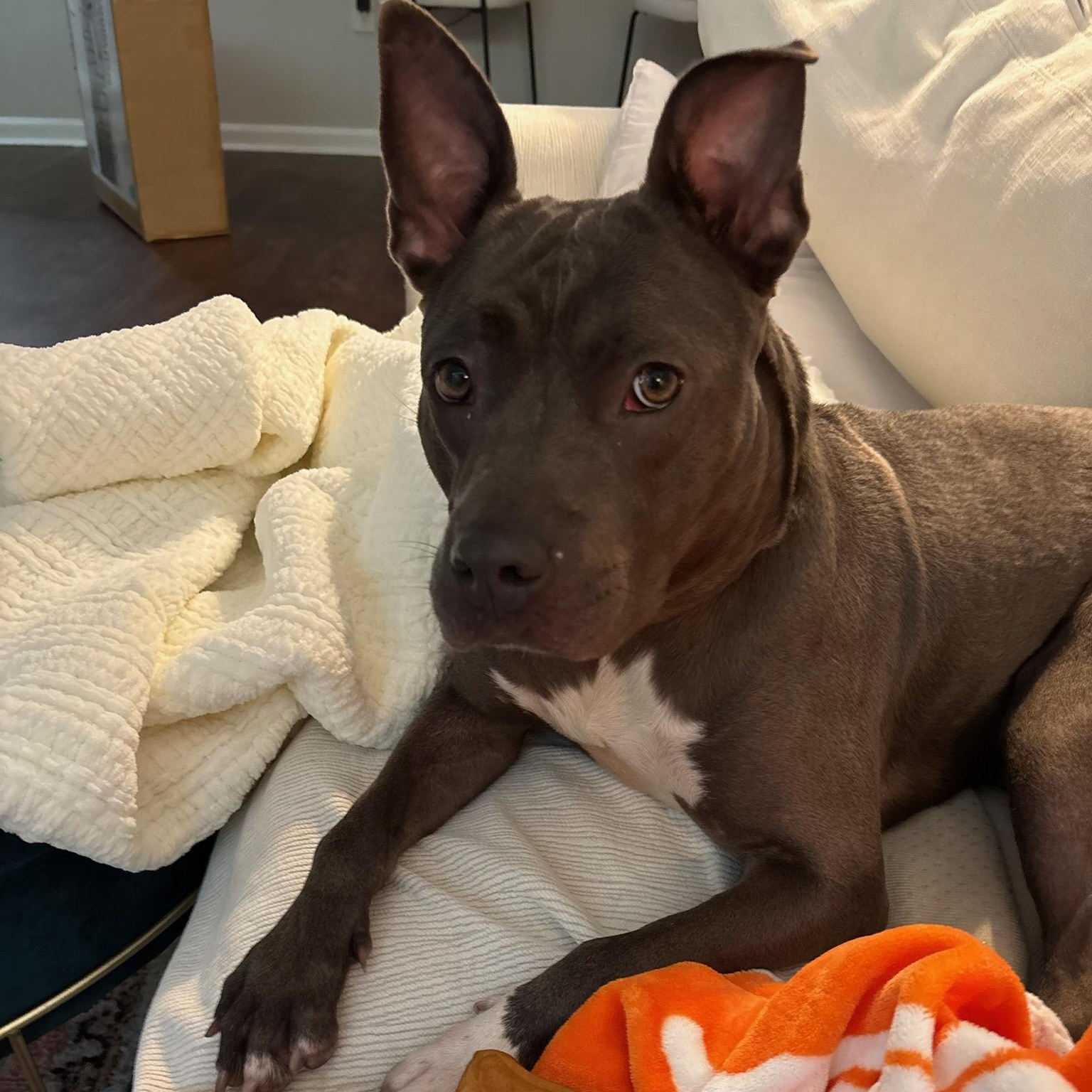 Delilah - as Sweet as she is Gorgeous!!!, Adoptable, Adult Female Pit Bull Terrier.