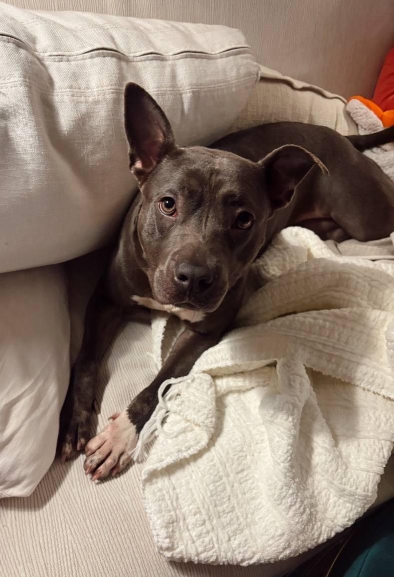 Delilah - as Sweet as she is Gorgeous!!!, Adoptable, Adult Female Pit Bull Terrier.