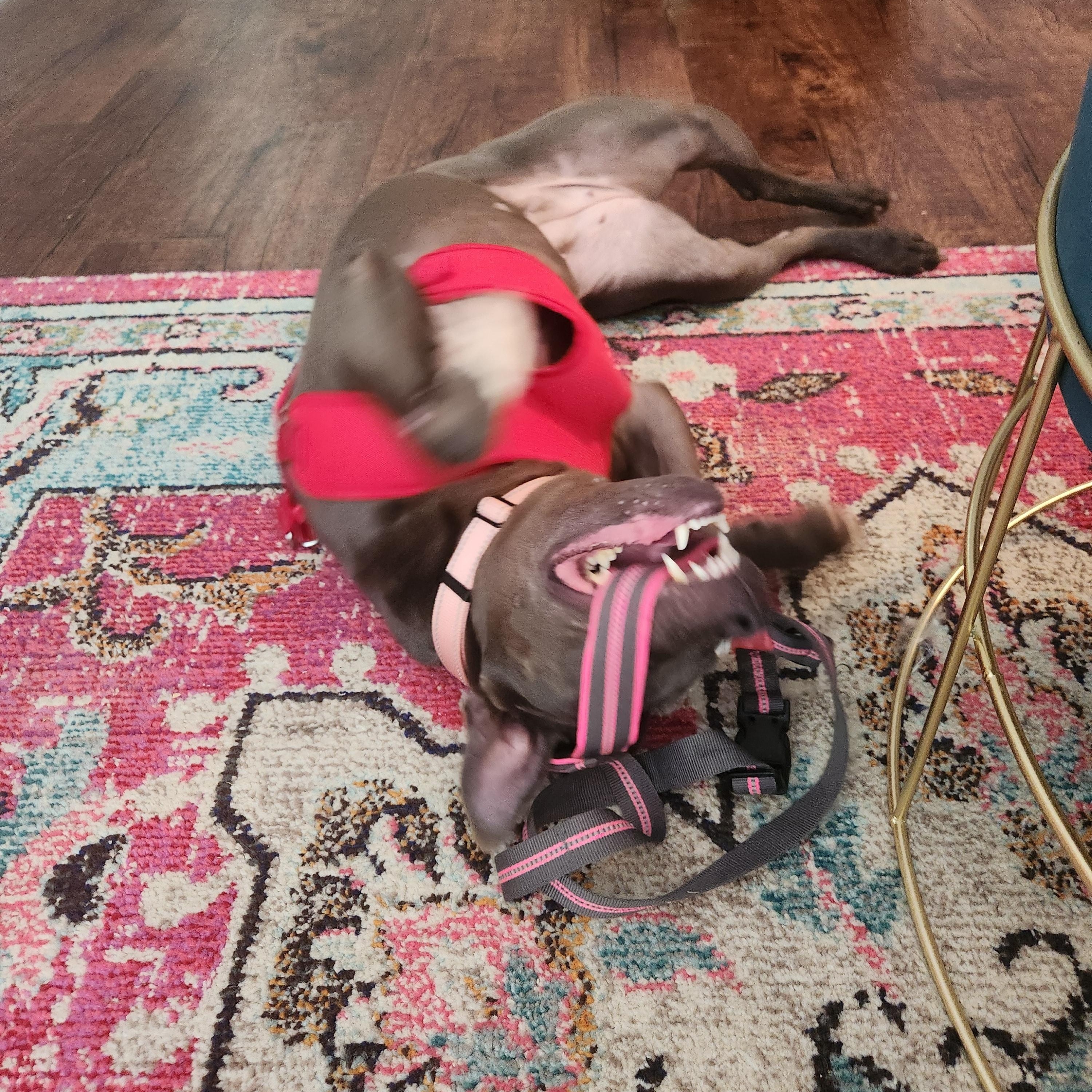 Enlarge Delilah - as Sweet as she is Gorgeous!!!, a Adoptable Pit Bull Terrier in Buford, GA image 5/6