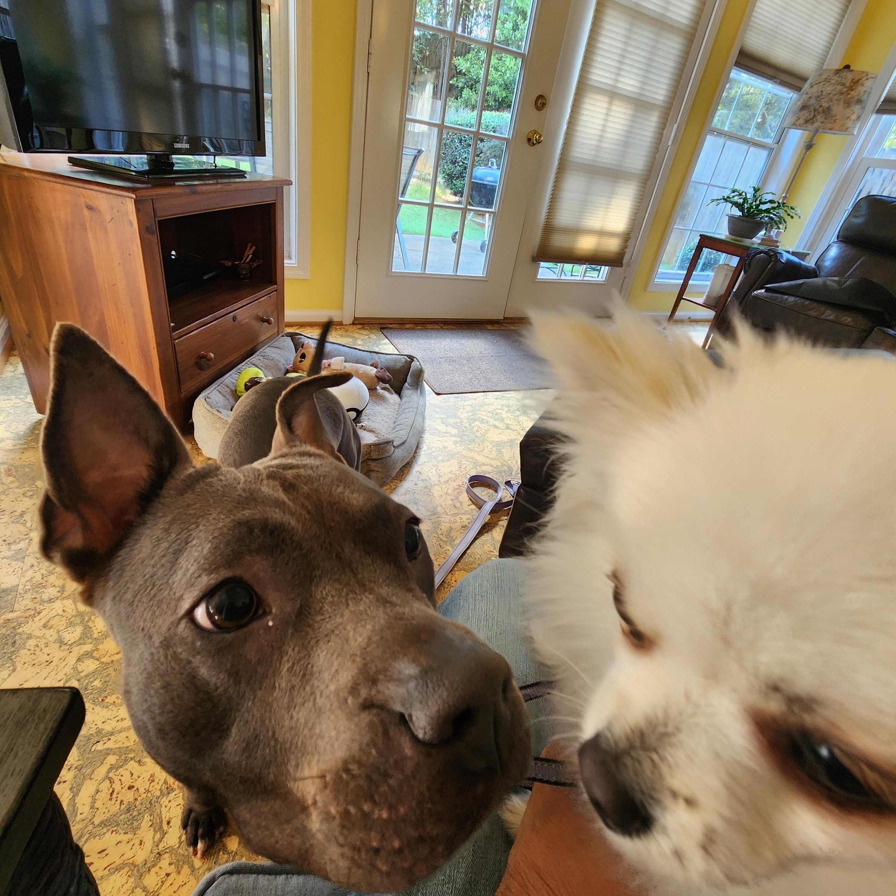 Enlarge Delilah - as Sweet as she is Gorgeous!!!, a Adoptable Pit Bull Terrier in Buford, GA image 6/6