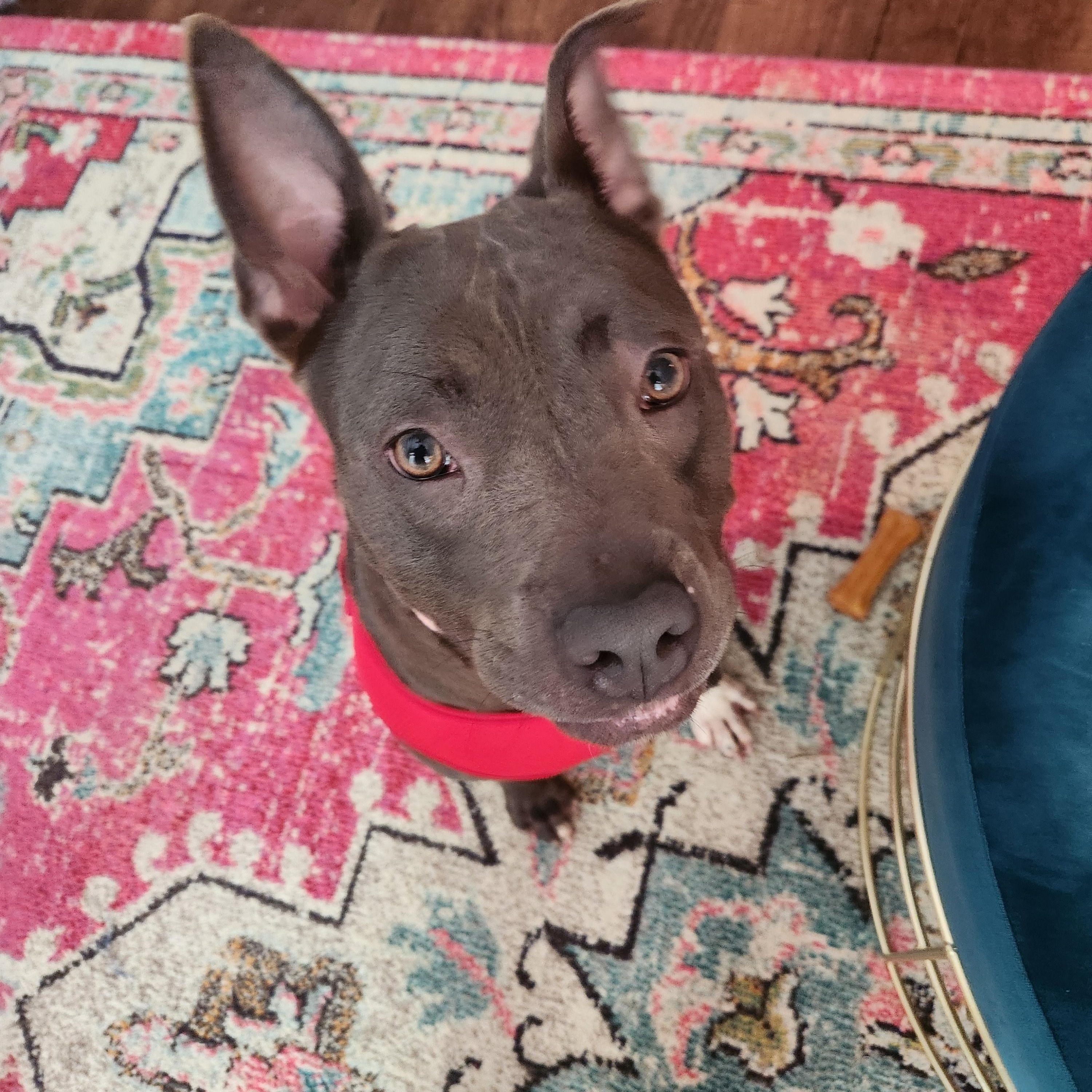 Enlarge Delilah - as Sweet as she is Gorgeous!!!, a Adoptable Pit Bull Terrier in Buford, GA image 3/6