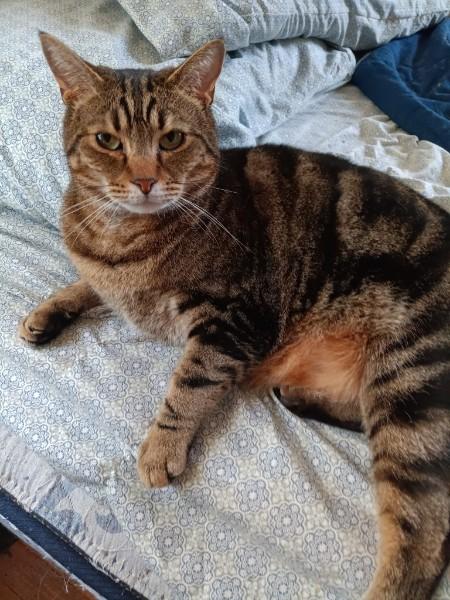 Blaze, Adoptable, Adult Male Domestic Short Hair.