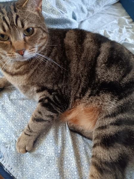 Blaze, a Adoptable Domestic Short Hair in Easley, SC image 2/3