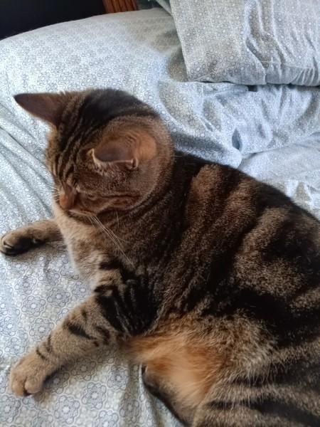 Blaze, a Adoptable Domestic Short Hair in Easley, SC image 3/3