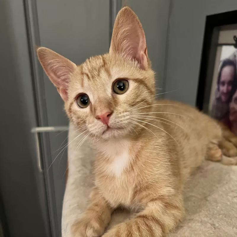 Enlarge Tupelo & Manuka (BONDED PAIR), a Adoptable Domestic Short Hair in Richmond, VA image 3/4