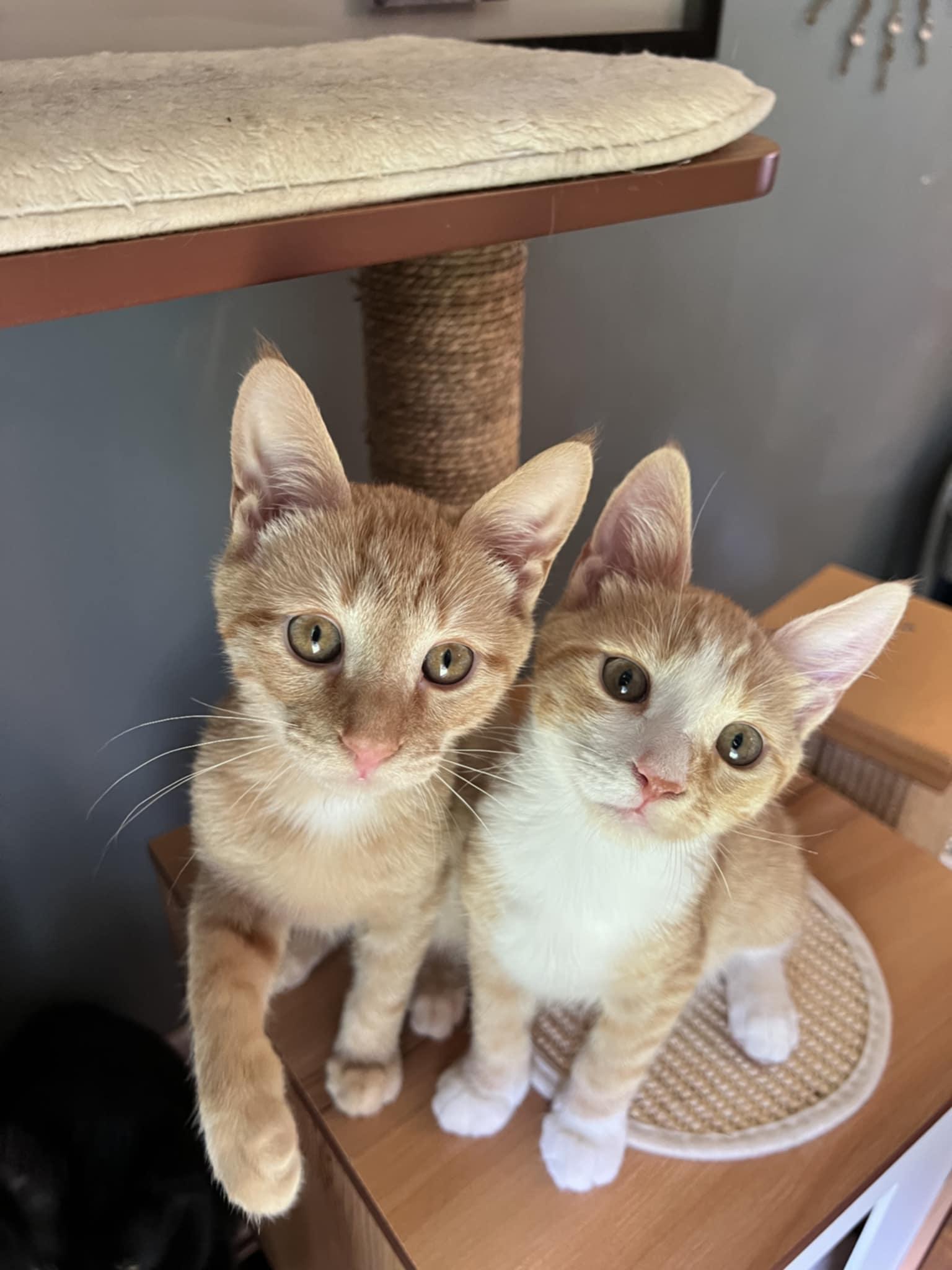 Tupelo & Manuka (BONDED PAIR), Adoptable, Young Female Domestic Short Hair.