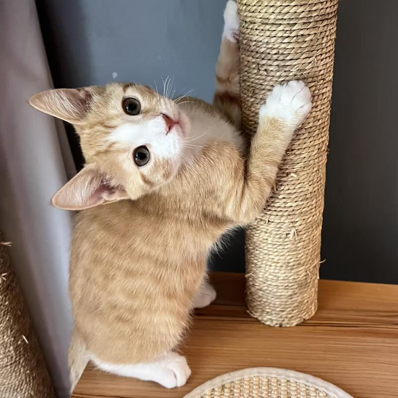 Enlarge Tupelo & Manuka (BONDED PAIR), a Adoptable Domestic Short Hair in Richmond, VA image 4/4