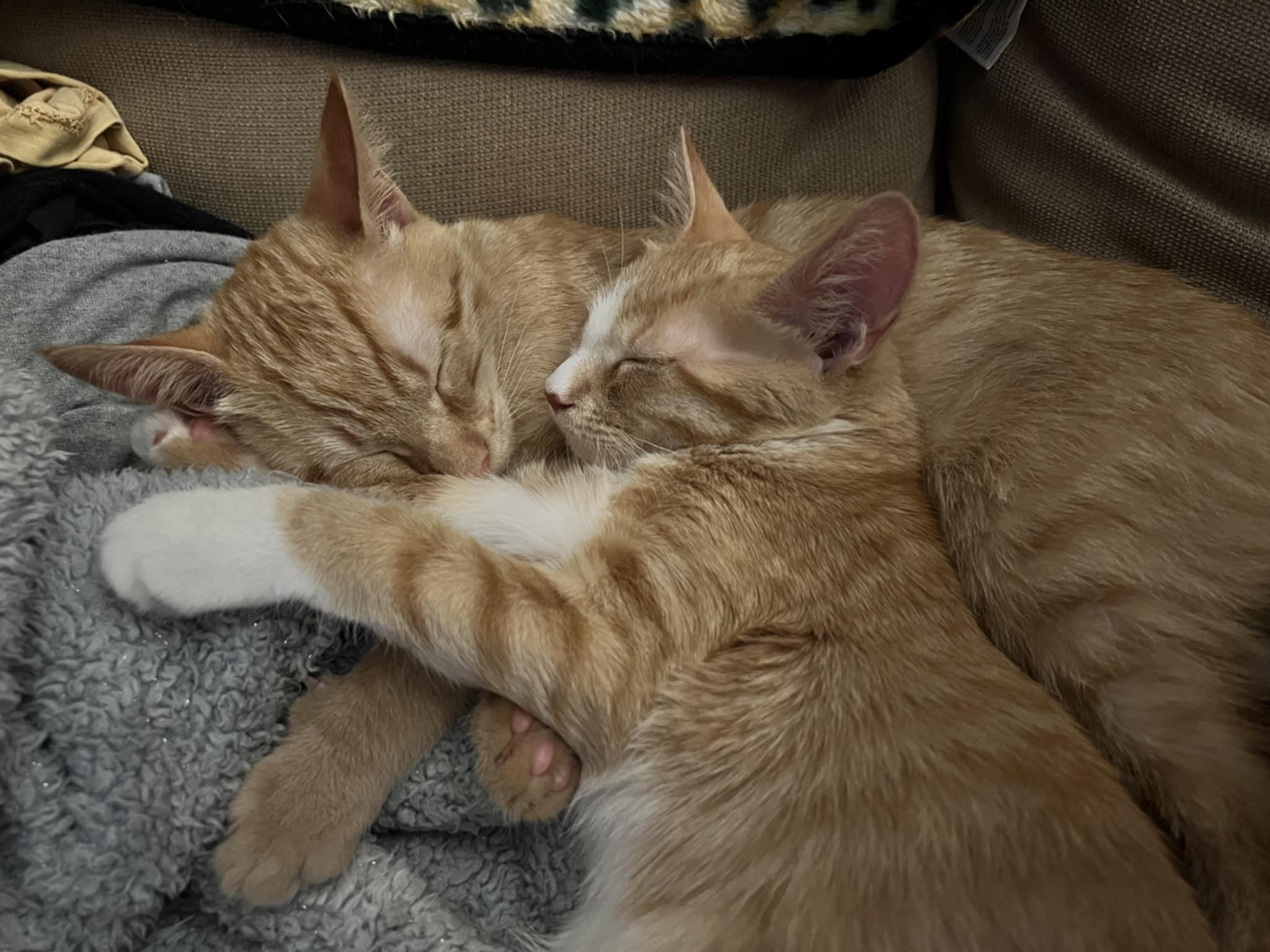 Enlarge Tupelo & Manuka (BONDED PAIR), a Adoptable Domestic Short Hair in Richmond, VA image 2/4