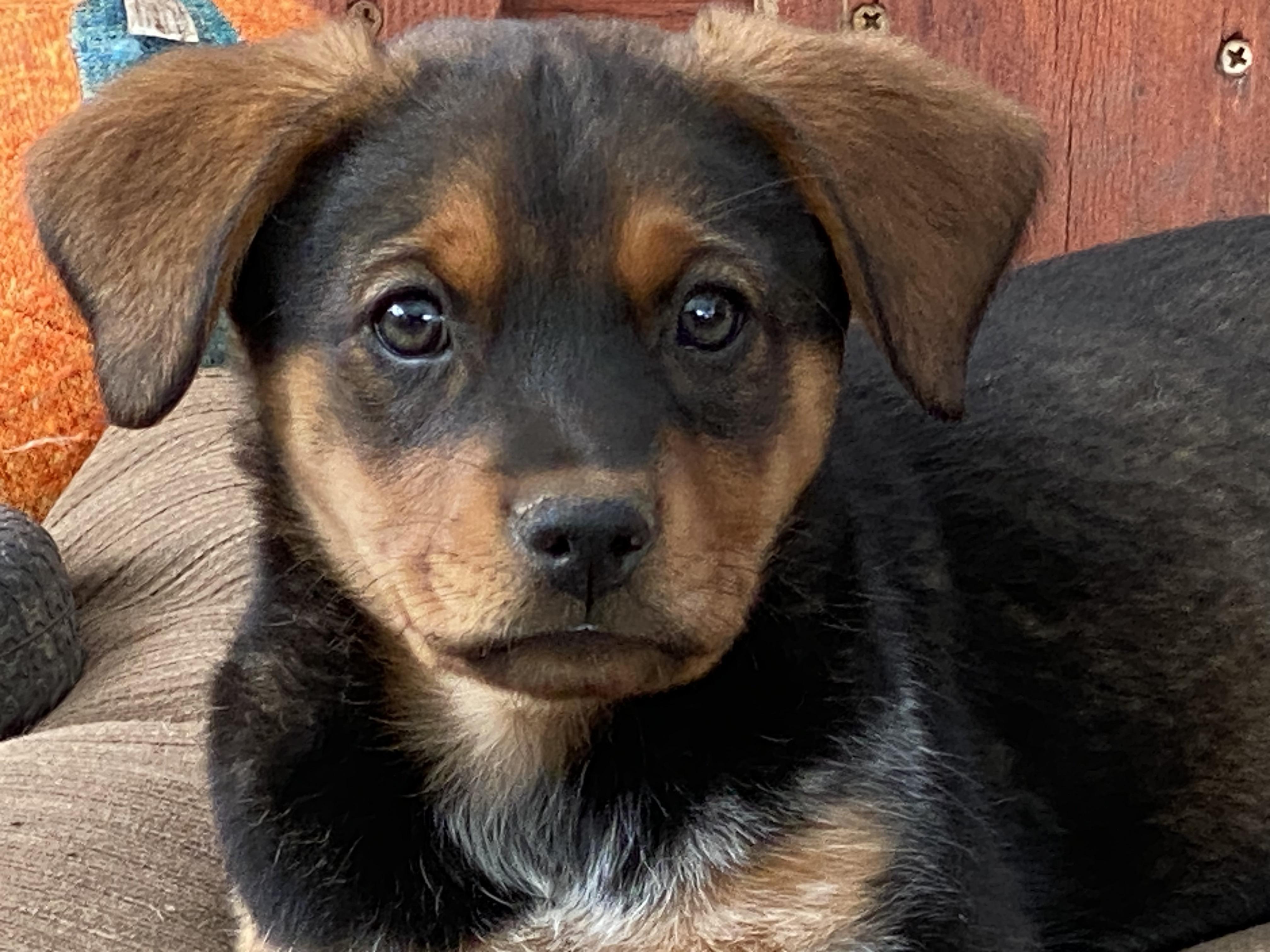 Tippi, Baby Female Australian Cattle Dog / Blue Heeler