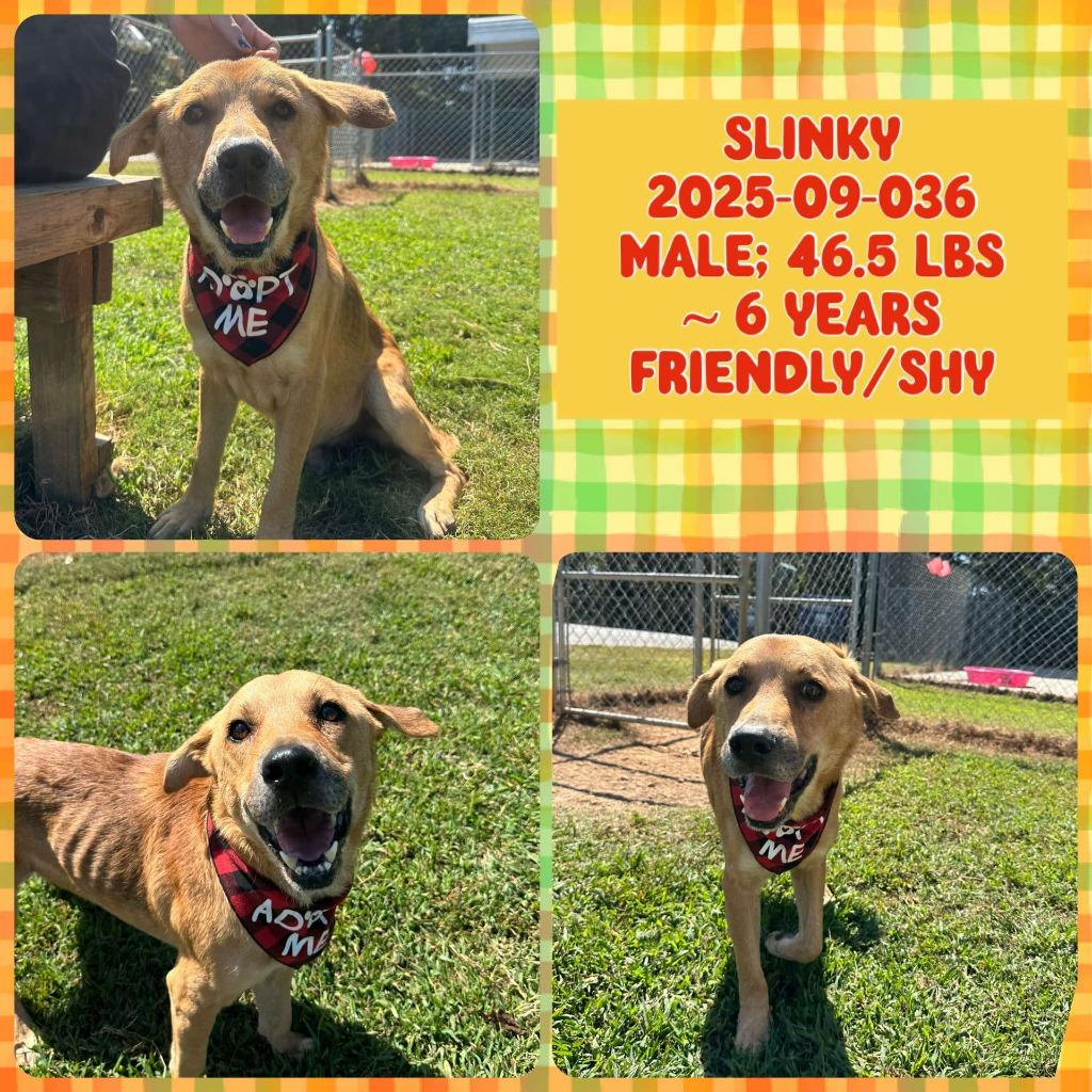 Enlarge 2025-09-036 *Slinky*, a Adoptable Labrador Retriever in Winder, GA image 1/3