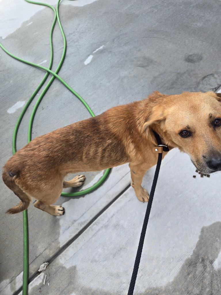 Enlarge 2025-09-036 *Slinky*, a Adoptable Labrador Retriever in Winder, GA image 2/3