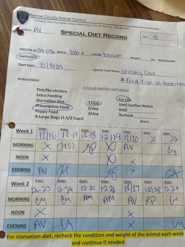 Enlarge 2025-09-036 *Slinky*, a Adoptable Labrador Retriever in Winder, GA image 3/3