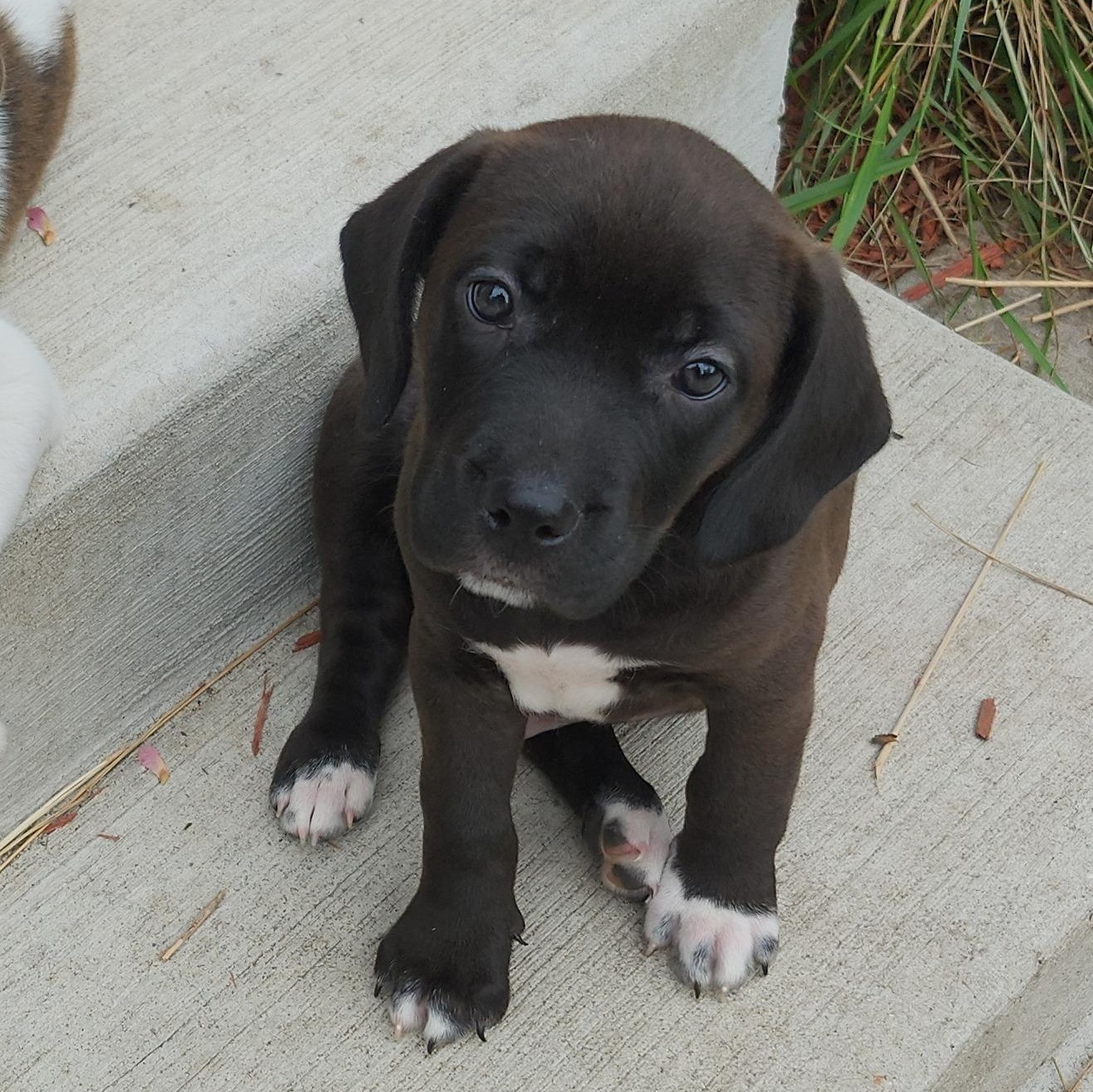 Mickey, a ADOPTABLE mixed breed in Alma, MI image 1/3