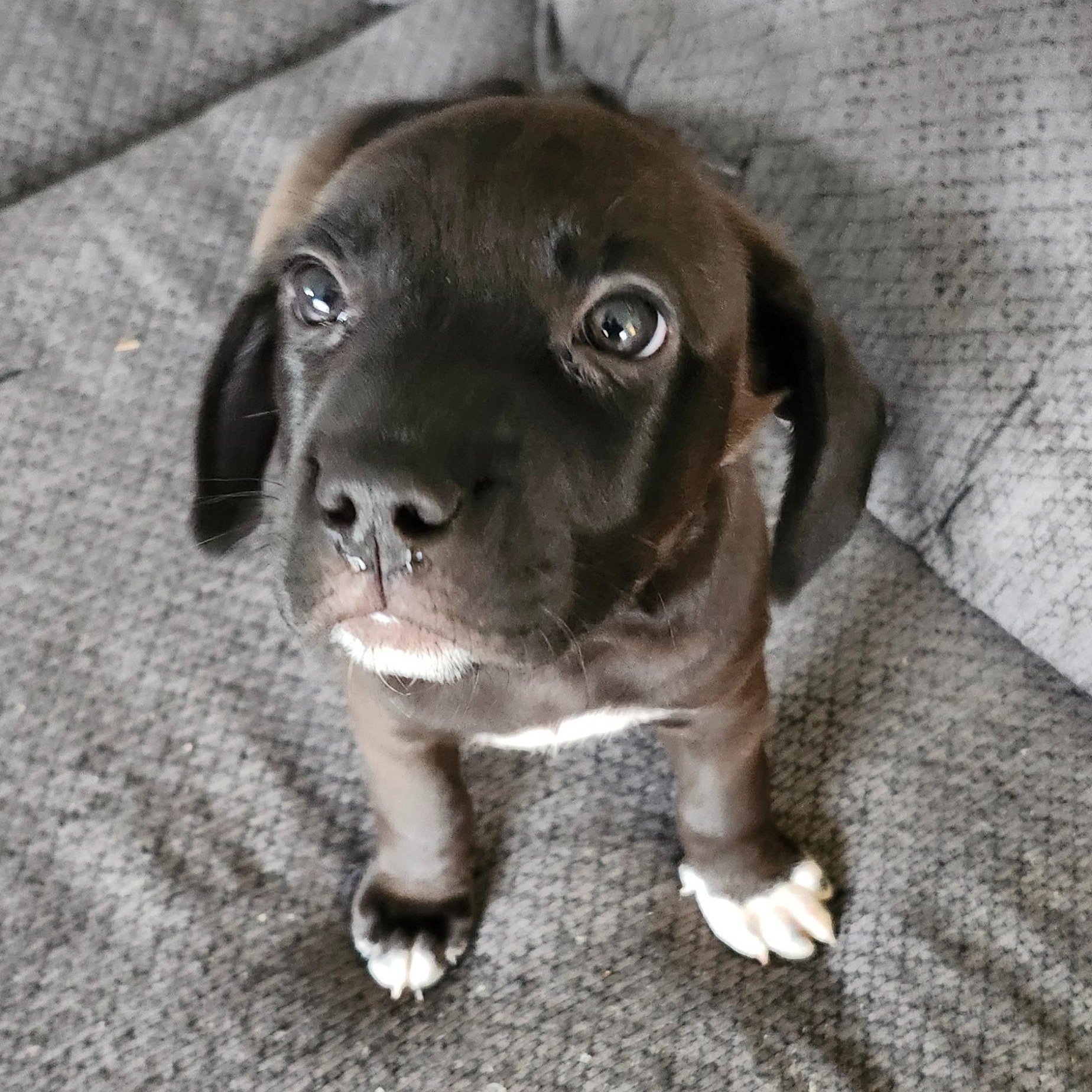Mickey, a ADOPTABLE mixed breed in Alma, MI image 3/3