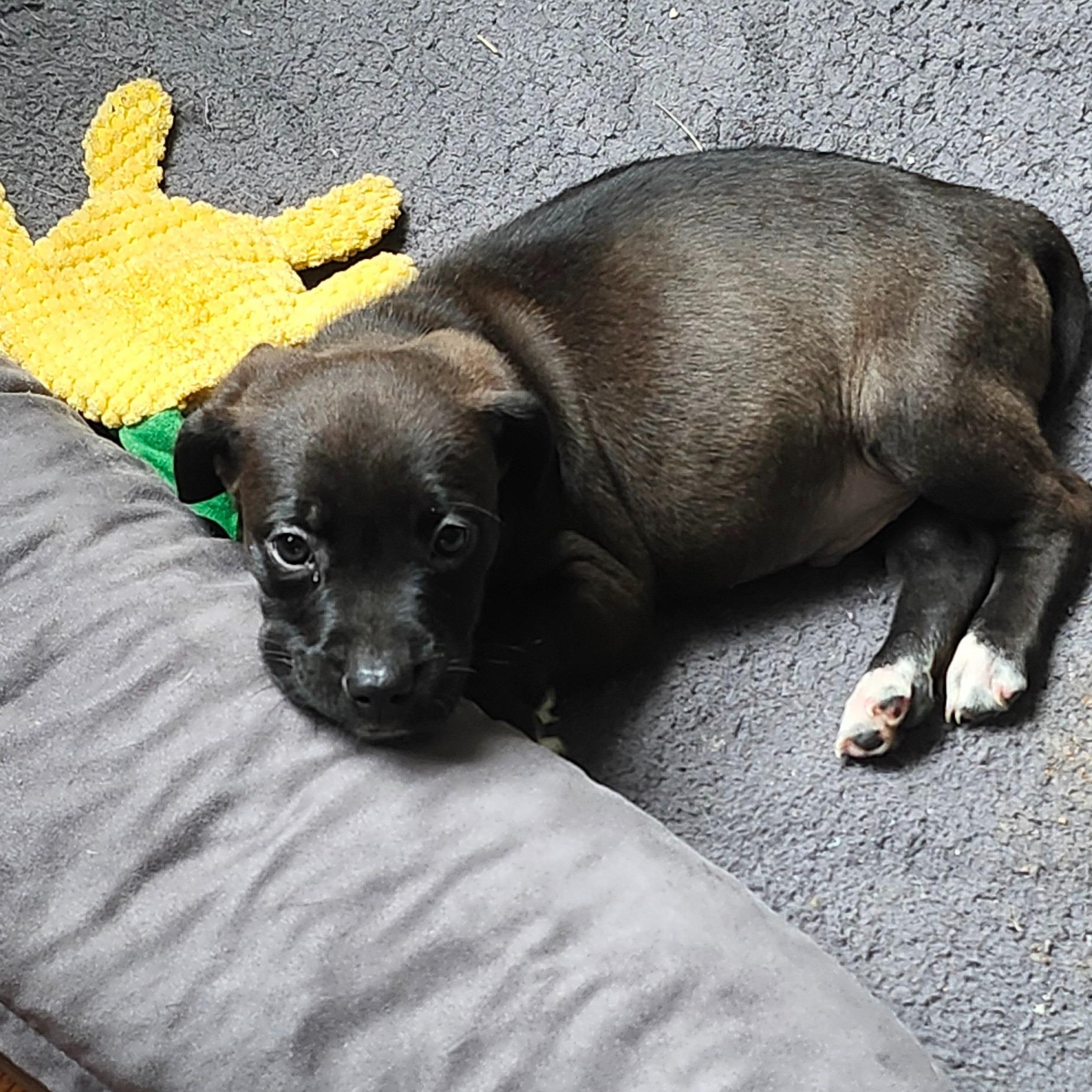 Mickey, a ADOPTABLE mixed breed in Alma, MI image 2/3