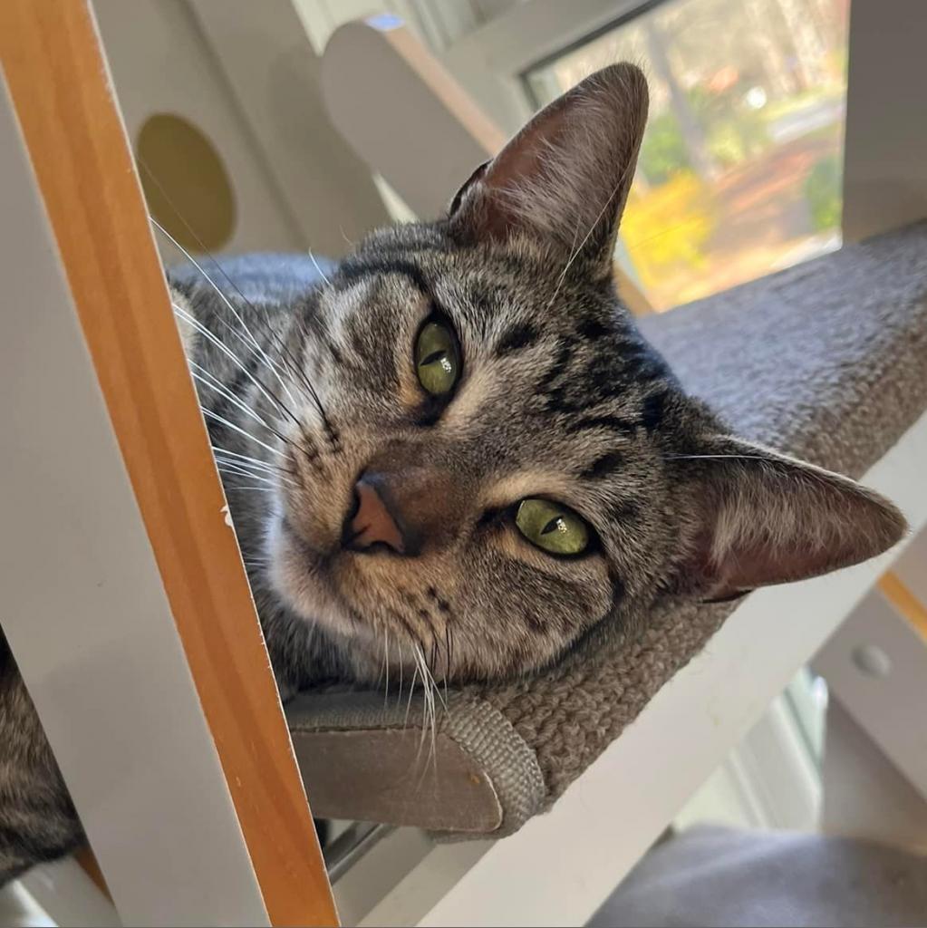 Firion, Adoptable, Adult Male Domestic Short Hair.