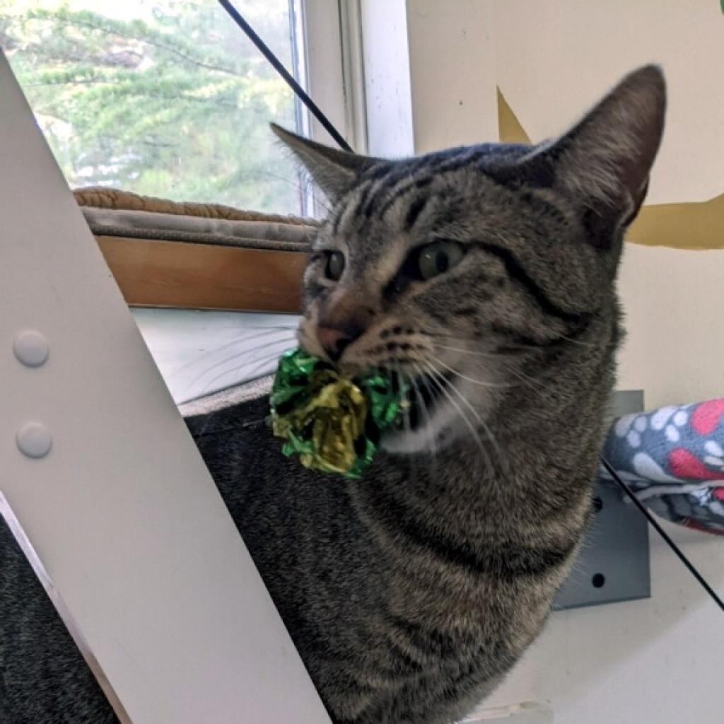 Firion, a Adoptable Domestic Short Hair in Cumming, GA image 2/6