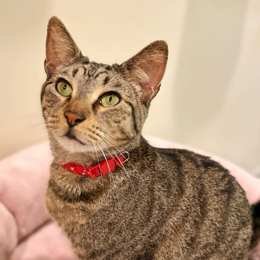 Enlarge Firion, a Adoptable Domestic Short Hair in Cumming, GA image 3/6