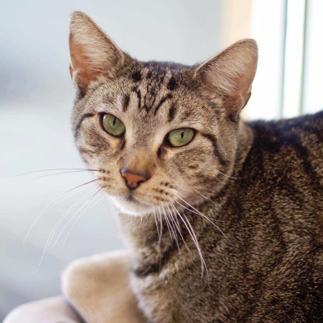 Enlarge Firion, a Adoptable Domestic Short Hair in Cumming, GA image 4/6