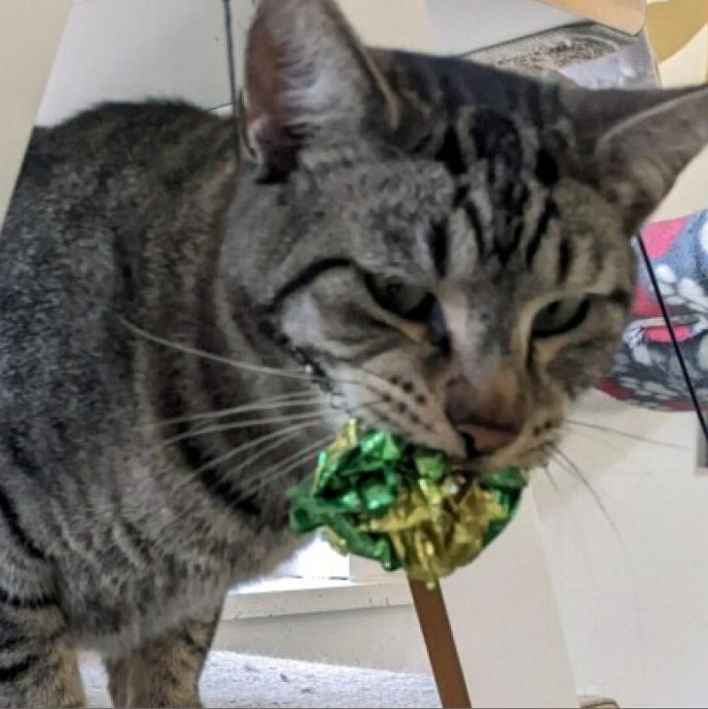 Firion, a Adoptable Domestic Short Hair in Cumming, GA image 4/6