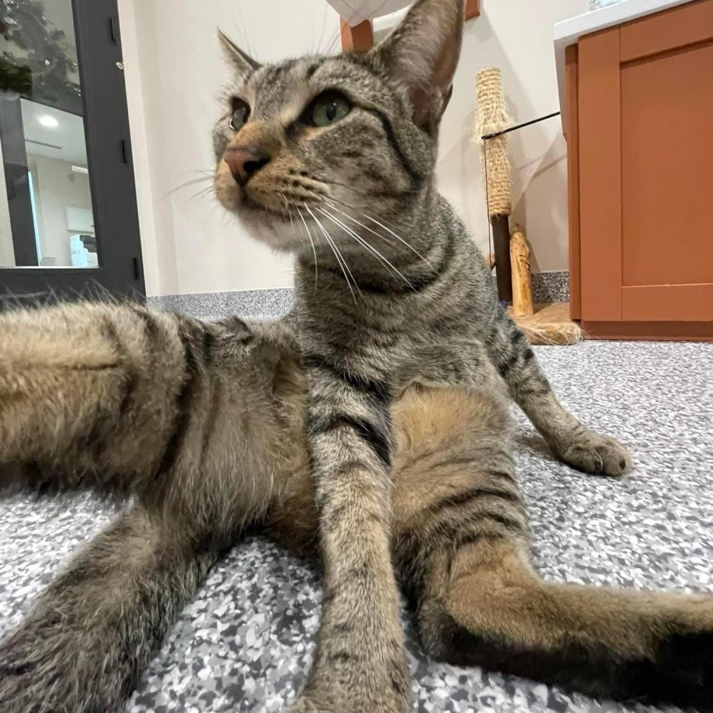 Firion, a Adoptable Domestic Short Hair in Cumming, GA image 6/6