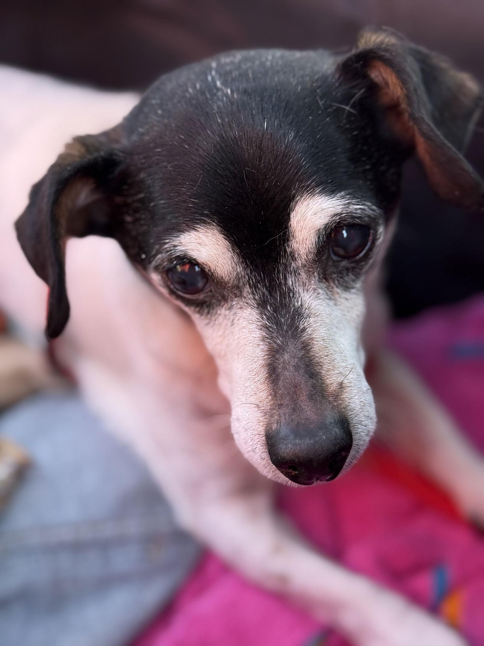 Cookie, a Adoptable Terrier in Durham, NC image 1/3