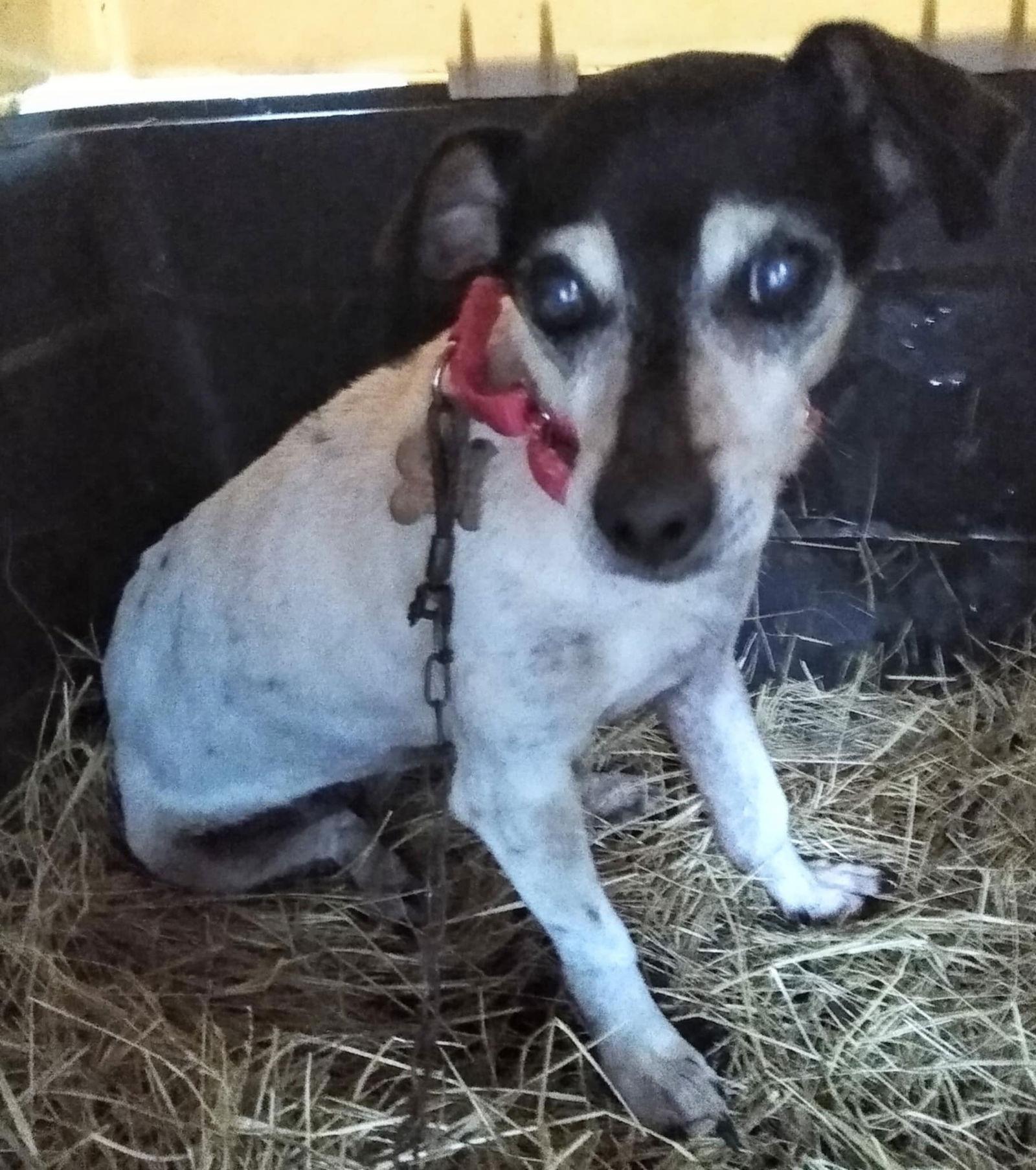 Cookie, a Adoptable Terrier in Durham, NC image 2/3