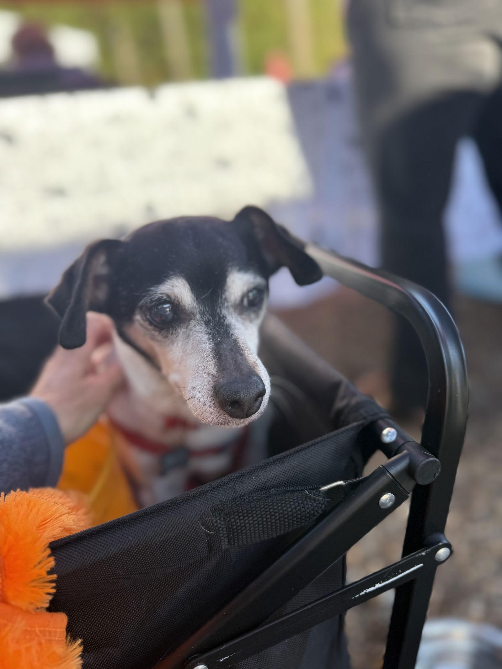 Cookie, a Adoptable Terrier in Durham, NC image 3/3