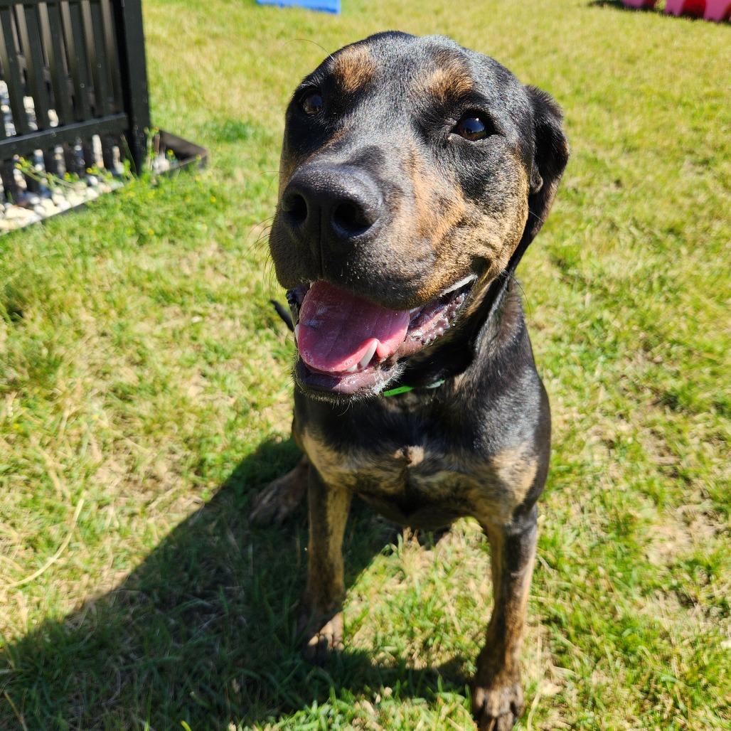 Rumi, Adoptable, Young Female Boxer.