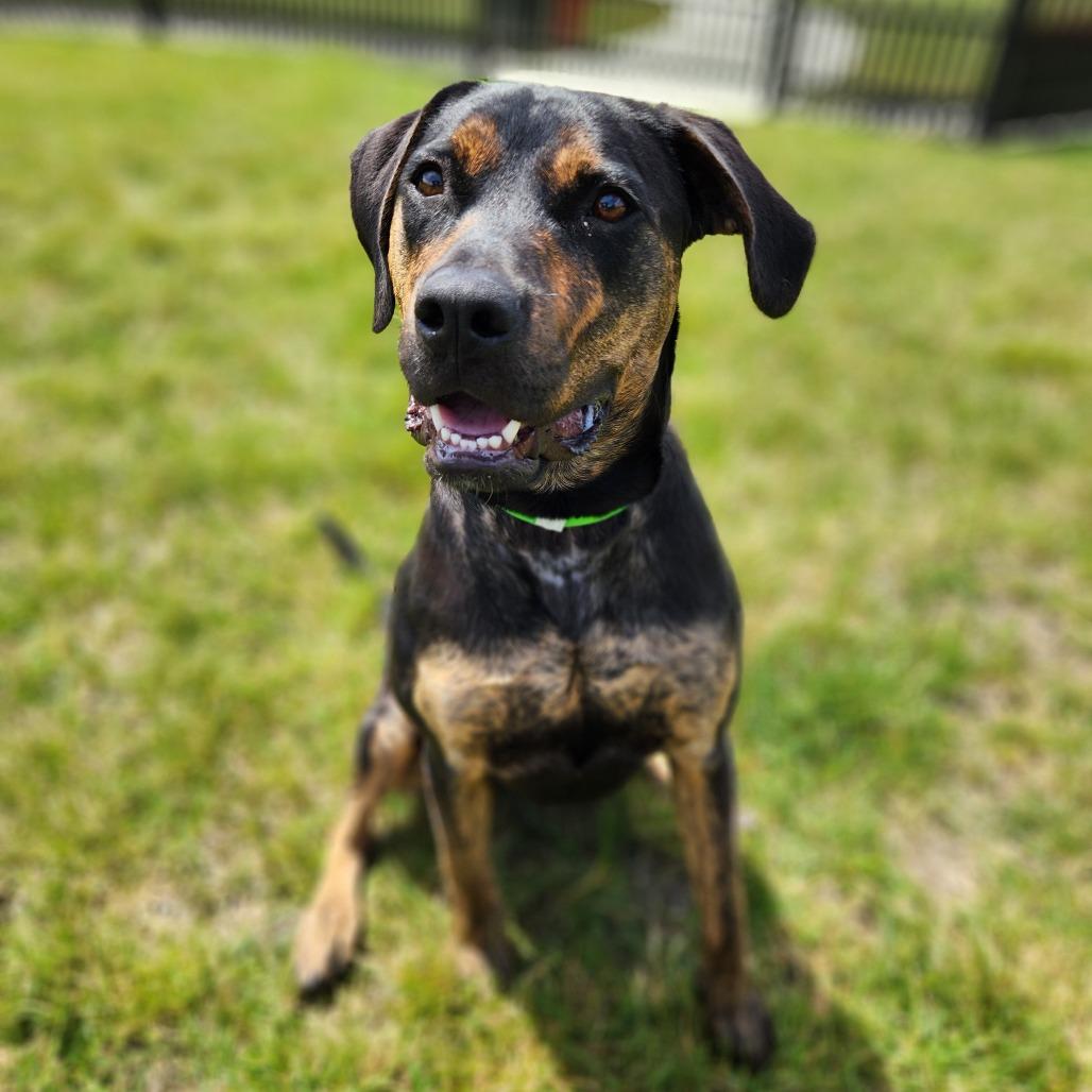 Rumi, a Adoptable Boxer in Fort Wayne, IN image 2/6