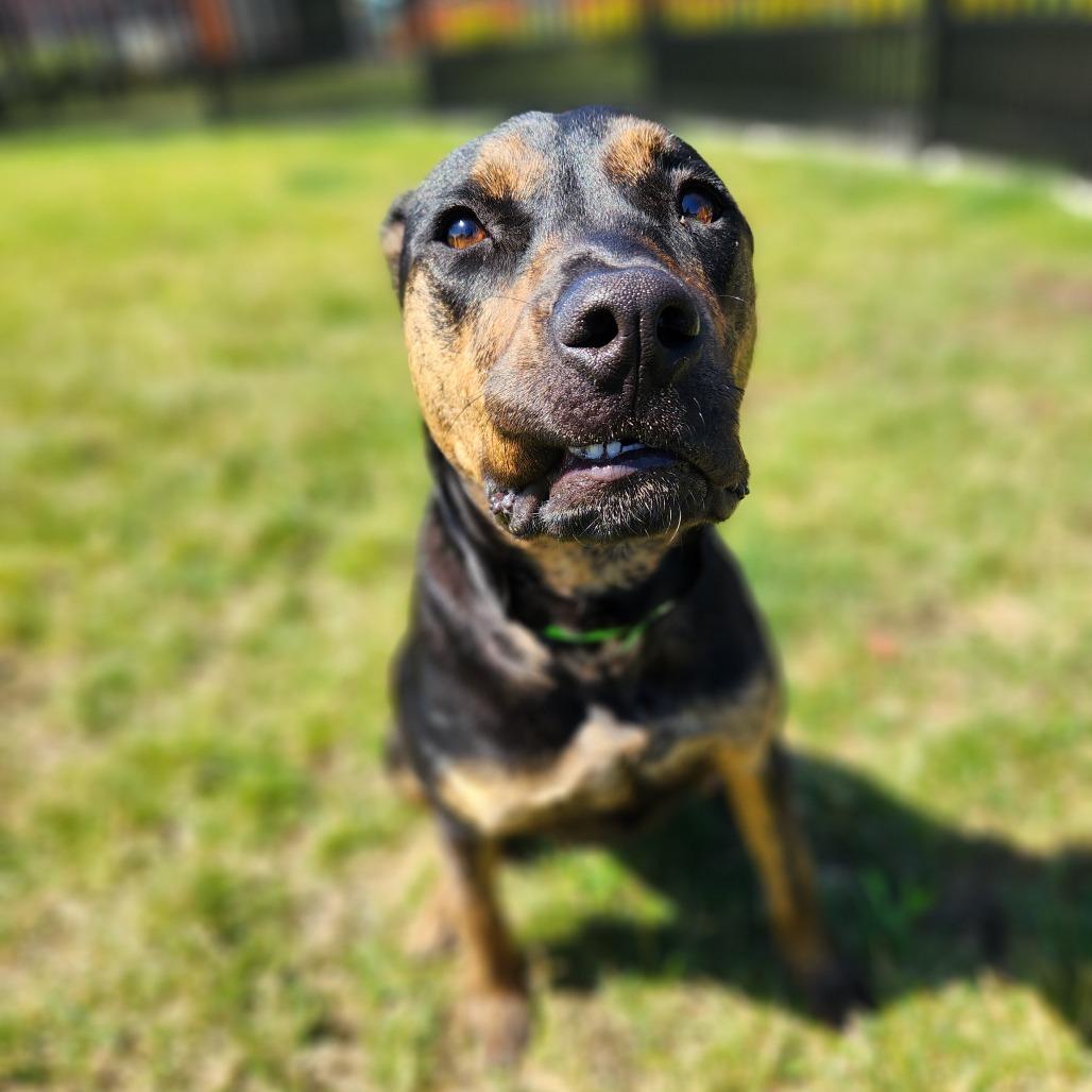 Rumi, a Adoptable Boxer in Fort Wayne, IN image 4/6