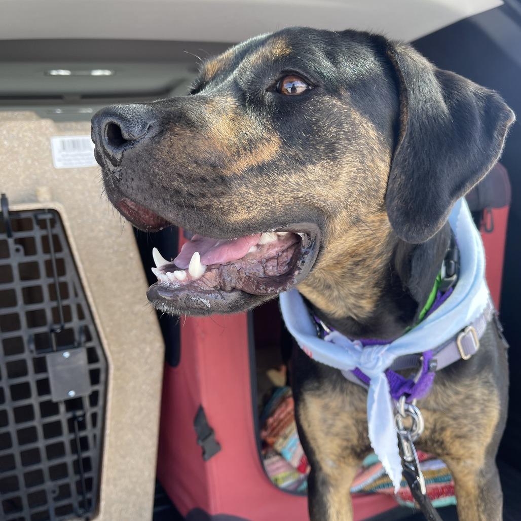 Rumi, a Adoptable Boxer in Fort Wayne, IN image 5/6